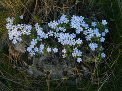 Phlox