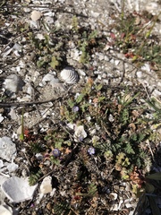 Phacelia stellaris