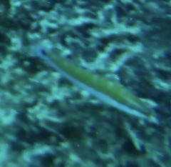Thalassoma lunare