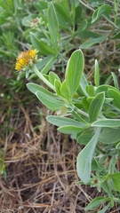 Borrichia frutescens image