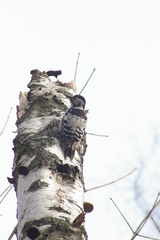 Dendrocopos leucotos