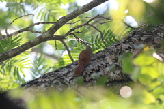 Sittasomus griseicapillus