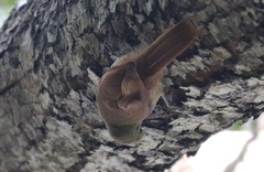 Sittasomus griseicapillus