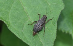 Batrachidea planus