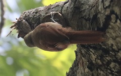 Sittasomus griseicapillus