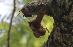 Sittasomus griseicapillus