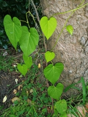 Ipomoea grandifolia