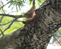 Sittasomus griseicapillus