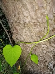 Ipomoea grandifolia