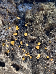 Bispora