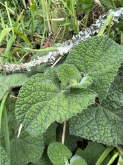 Salvia palifolia