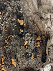 Bispora