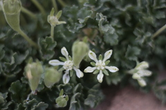 Grausa acaulis