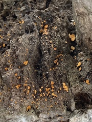Bispora