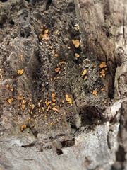Bispora