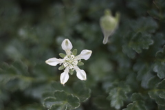 Grausa acaulis