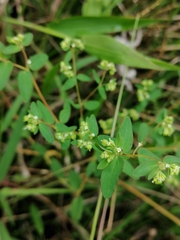Euphorbiinae