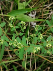 Euphorbiinae