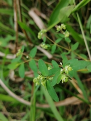 Euphorbiinae