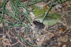 Pleurodema brachyops