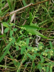 Euphorbiinae