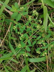 Euphorbiinae