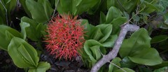 Scadoxus multiflorus