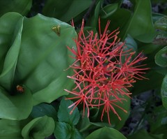 Scadoxus multiflorus