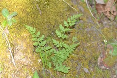 Cystopteris tenuis