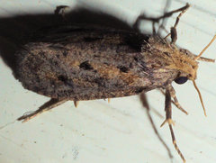 Acrolophus propinqua