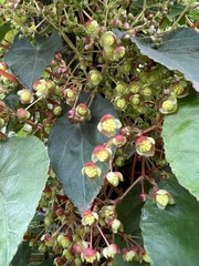 Begonia tropaeolifolia