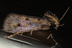 Acrolophus propinqua