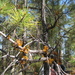 Ponderosa Pine Dwarf-Mistletoe - Photo (c) J Brew, some rights reserved (CC BY-SA), uploaded by John Brew