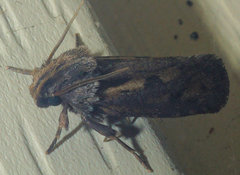 Acrolophus propinqua