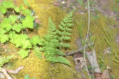 Cystopteris tenuis