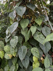 Begonia tropaeolifolia