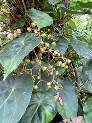 Begonia tropaeolifolia