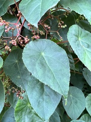 Begonia tropaeolifolia