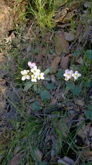 Cardamine pachystigma dissectifolia