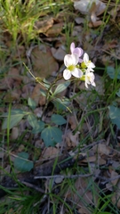 Cardamine pachystigma dissectifolia