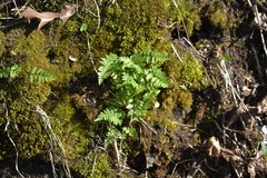 Cystopteris tenuis