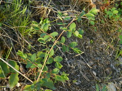 Symphoricarpos albus