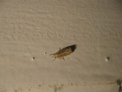 Pseudocatharylla duplicella