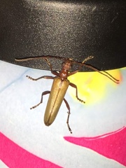 Centrodera decolorata