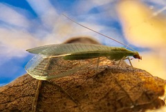 Chrysoperla comanche