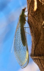 Chrysoperla comanche