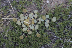 Pozoa coriacea
