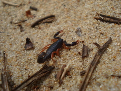 Bothriurus rochensis