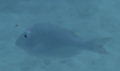 Gymnocranius audleyi