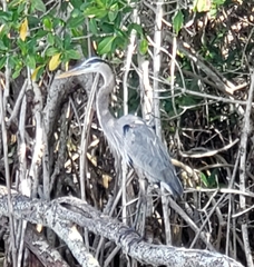 Ardea herodias